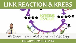 Cellular Respiration  Link Reaction and Krebs  Post 16 Biology A Level PreU IB AP Bio [upl. by Goldfarb359]