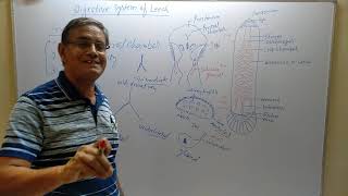 Digestive system of Hirudinaria Leech jonk [upl. by Ydnim]