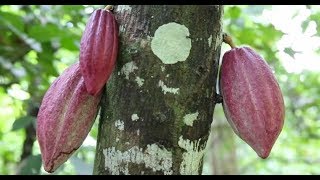 La fabrication des chocolats du cœur par Alex Olivier [upl. by Dlaregztif]