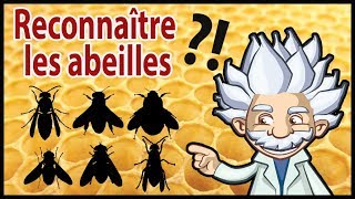 Comment reconnaître une abeille  guêpe syrphe bourdon volucelle [upl. by Trebliw637]