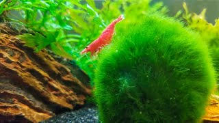 How to Keep Marimo Moss Balls in Your Aquarium [upl. by Edlitam856]