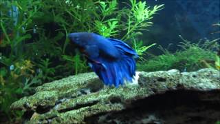 Betta  Siamese Fighting Fish Care Info and Advice [upl. by Cassell]