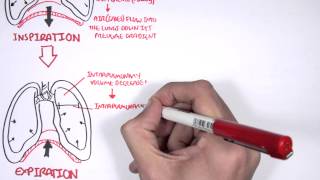 Mechanism of Breathing [upl. by Asiak]