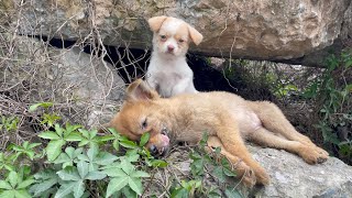 The cry for help of two dogs abandoned by their cruel owner on the side of the road and I saved them [upl. by Lulita]