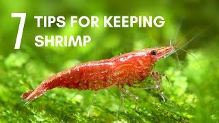 7 Tips for Keeping Shrimp in an Aquarium [upl. by Marlene]