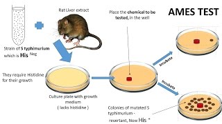 NEOPLASIA 7 CHEMICAL CARCINOGENESIS amp Ames test [upl. by Euqinor]