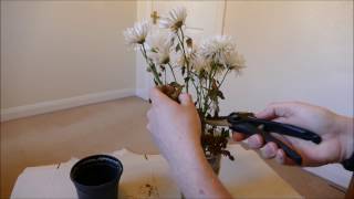 Making New Plants From A Cut Flower Bouquet [upl. by Aicrop]