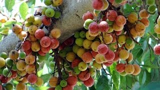 Ficus racemosa  Indian fig tree [upl. by Smaoht]