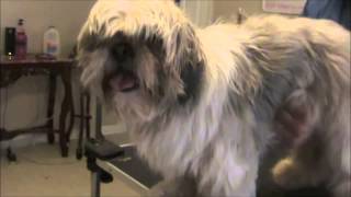 How to Groom a Matted Shih Tzu [upl. by Kristo]