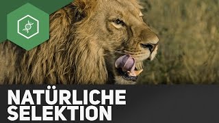 Natürliche Selektion – Evolution [upl. by Sergo523]