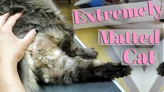 Severely Matted Cat [upl. by Calvin997]