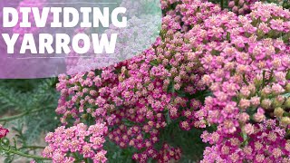 How To Make More Yarrow Plants [upl. by Anitsyrhk615]