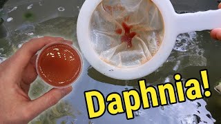 How I Culture Daphnia In Outdoor Tubs [upl. by Awuhsoj]