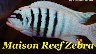 African Cichlid Species  Metriaclima sp quotZebra Chilumbaquot Maison Reef Male amp Female [upl. by Aneger]