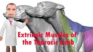 Extrinsic Muscles of the Thoracic Limb  Forelimb Removal [upl. by Anada]