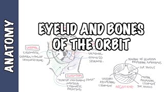 Anatomy Eye Orbit and Eyelid [upl. by Beth523]