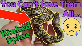 When and How to Euthanize a Snake [upl. by Gipson]