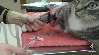 How to place an intravenous IV catheter  VETgirl Veterinary CE Videos [upl. by Gairc]