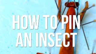 How to Pin an Insect [upl. by Philipines475]