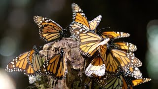 8 hours of Spectacular Monarch Butterfly Migration  HD 1080p  Nature Video NO MUSIC  NO SOUND [upl. by Oah74]