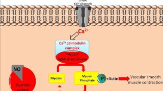 Mechanism of Glyceryl Trinitrate GTN [upl. by Luehrmann]