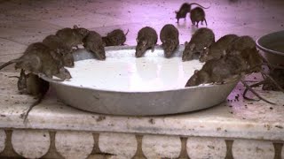 Would You Drink the Milk at This Indian Rat Temple [upl. by Ielak]