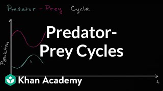 Predator prey cycle  Ecology  Khan Academy [upl. by Pascale]