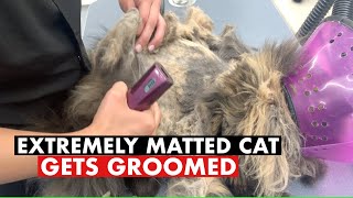 EXTREMELY MATTED CAT GETS GROOMED [upl. by Sumedocin]