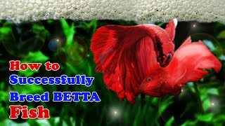 How to Breed Betta Fish  Breeding Over Halfmoon Betta [upl. by Egwin]