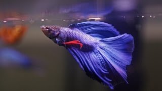 HOW TO Care for Betta Fish [upl. by Vito]