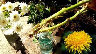 How to grow Chrysanthemums from cutting very easy [upl. by Yor]