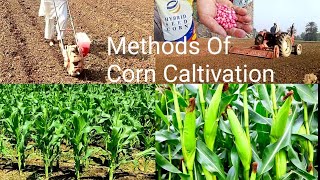 Methods Of Corn Caltivation  Maize Growing Methods [upl. by Ardnuasal]