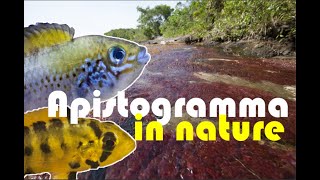 APISTOGRAMMA HONGSLOI amp ALACRINA in the WILD Apistogramma guttata with BABIES [upl. by Alyson924]