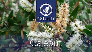 Cajeput Essential Oil Spiritual Benefits 💚🤍 [upl. by Ennairoc]