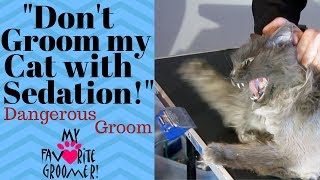 How to groom my old mean matted cat [upl. by Nobile962]