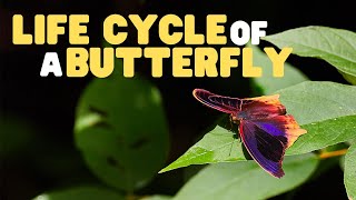 Life Cycle of a butterfly  Butterflies for Kids  Learn the 4 stages of the butterfly life cycle [upl. by Gerita]