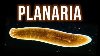 How to Get Rid of Planaria – 4 Proven Methods [upl. by Davidson506]