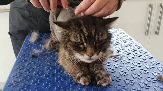 Elderly Matted Cat Being Clipped [upl. by Orin]