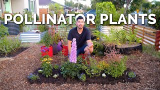 11 MUST Grow Pollinator Garden Plants 🐝 [upl. by Riccio]