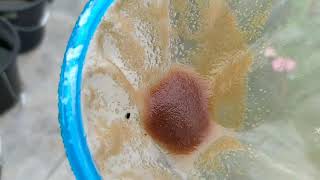 How to culture daphnia moina in a small container Part 1 English Subtitle [upl. by Assili]