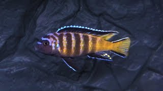 Metriaclima Elongatus Goldbar Chizumulu F1 [upl. by Enirtak]