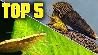 Top 5 Shrimp Snails amp Crabs for Your Aquarium [upl. by Goss]