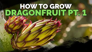 How to Grow Dragon Fruit Part 1  Soil Sun Water Containers and Fertilizing [upl. by Ulphi]