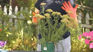 How to Cut Back Yarrow  Garden Space [upl. by Ahcsas]