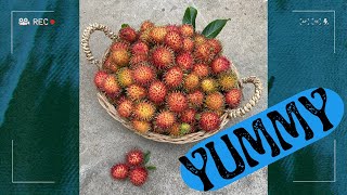 Rambutan Picking [upl. by Asiel]