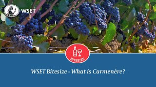 WSET Bitesize  What is Carménère [upl. by Pack]