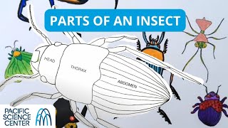 Parts of an Insect [upl. by Cornwell]