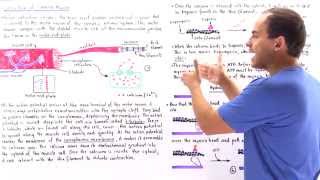 Contraction of Skeletal Muscle [upl. by Ravid214]