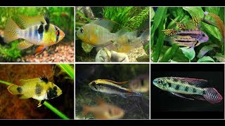 Beautiful Dwarf Cichlids Fish For Aquarium [upl. by Faxun]