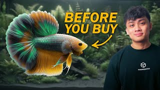 Want a Betta Fish 10 Items You Need Before Buying One  ULTIMATE BETTA FISH GUIDE [upl. by Athene672]